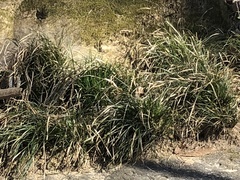 Carex jamesii