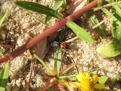 Traumatomutilla ocellaris