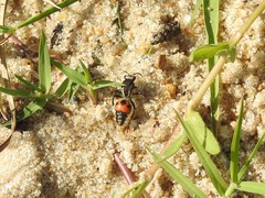 Traumatomutilla ocellaris