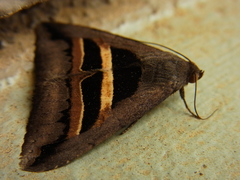 Grammodes geometrica