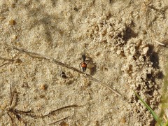 Traumatomutilla ocellaris