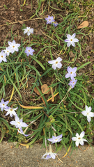 Ipheion uniflorum