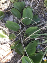 Ipomoea pes-caprae