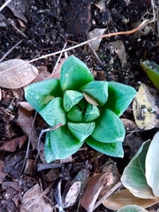 Haworthia cymbiformis cymbiformis