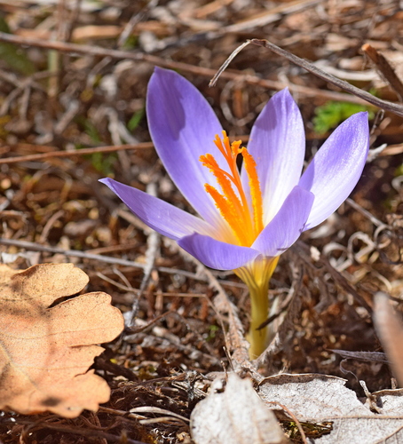 Crocus cancellatus, photograph 6