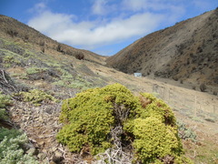 Nolana ramosissima