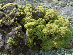 Nolana ramosissima