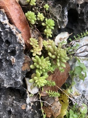 Sedum litoreum