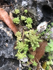 Sedum litoreum
