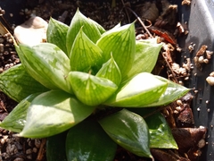 Haworthia cymbiformis cymbiformis