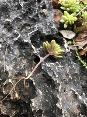 Sedum litoreum