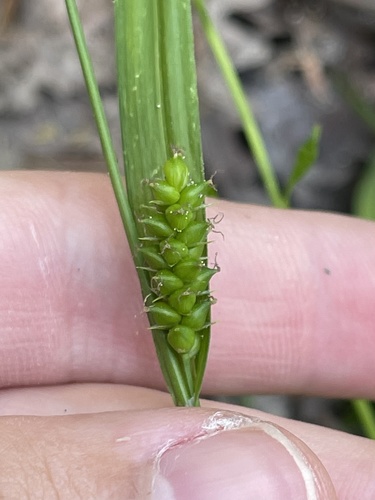 Gholson's sedge (Carex gholsonii)