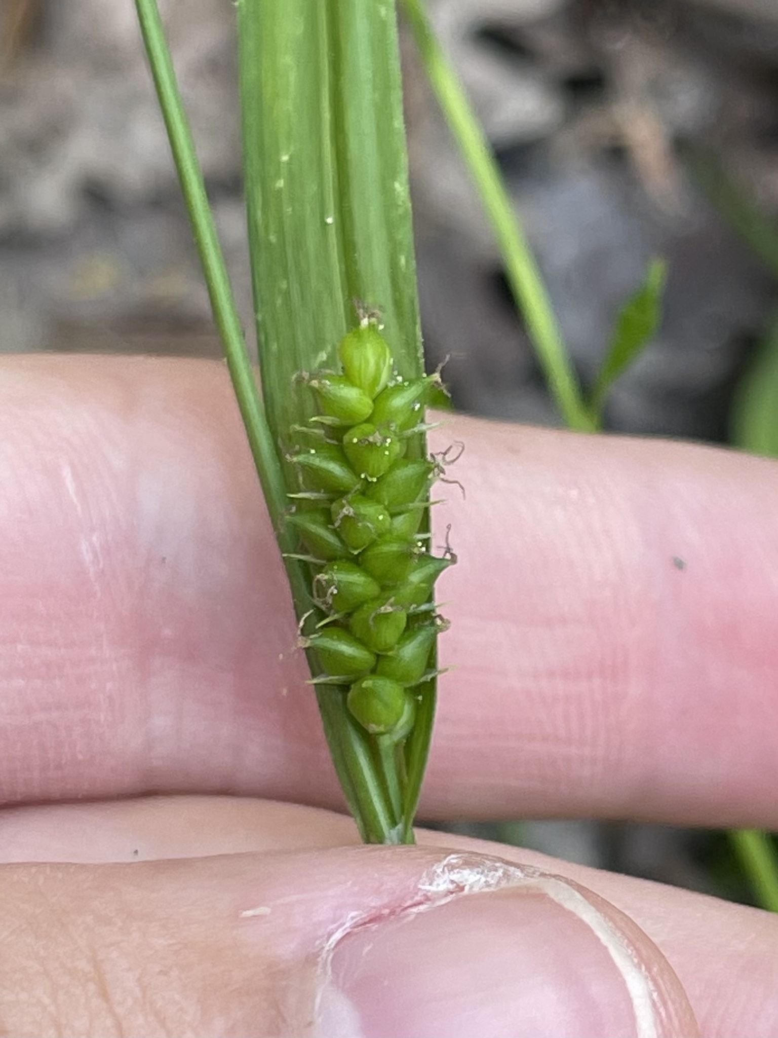 Carex gholsonii