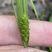 Carex gholsonii - Photo (c) Noah Frade,  זכויות יוצרים חלקיות (CC BY-NC-ND), הועלה על ידי Noah Frade