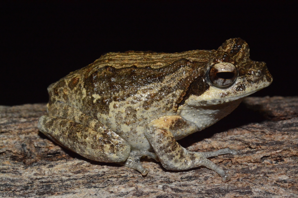 Central Foam-Nest Tree Frog
