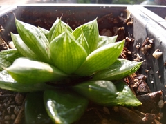 Haworthia cymbiformis cymbiformis