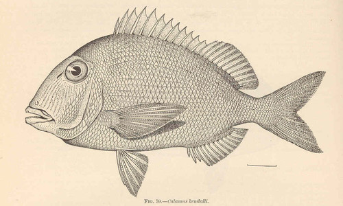 Pluma Porgy
