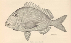 Pluma Porgy photo 2