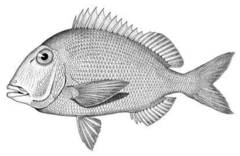 Pluma Porgy photo 3