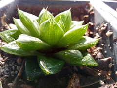 Haworthia cymbiformis cymbiformis