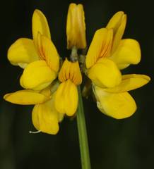 Securigera securidaca