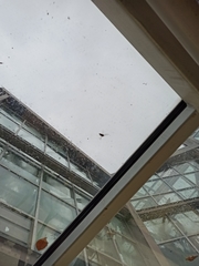 Macroglossum stellatarum