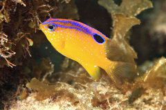 Longfin Damselfish photo 3