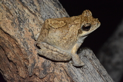 Chiromantis petersii