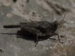 Paratettix cucullatus