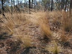 Aristida stricta
