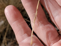 Aristida stricta