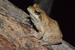 Chiromantis petersii