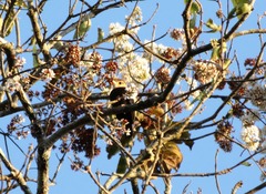 Brachygalba albogularis