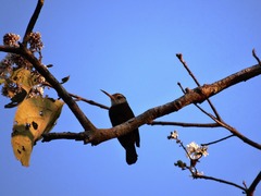 Brachygalba albogularis