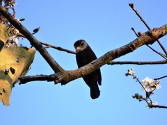 Brachygalba albogularis