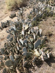 Opuntia basilaris treleasei