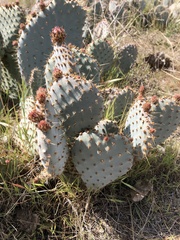 Opuntia basilaris treleasei