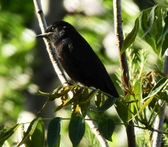 Knipolegus aterrimus
