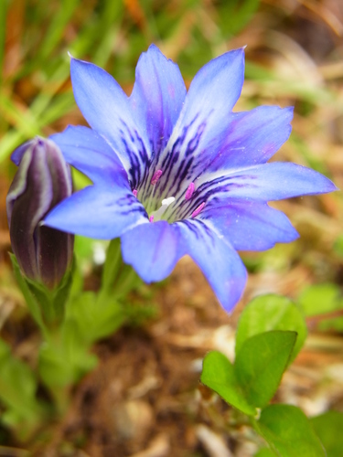 Image of Gentiana thunbergii by no rights reserved