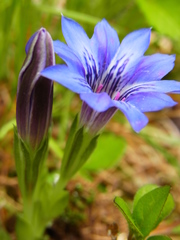 Gentiana thunbergii thunbergii
