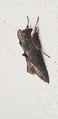 Calocucullia celsiae