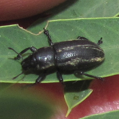 Eudiagogus pulcher