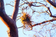 Tillandsia roland-gosselinii