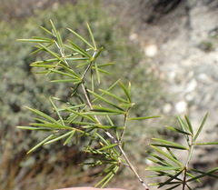 Asparagus lignosus