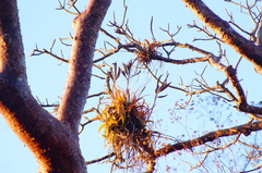 Tillandsia roland-gosselinii