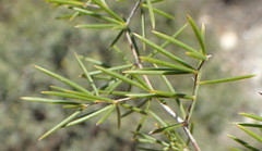 Asparagus lignosus