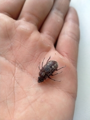 Mitophyllus