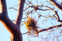 Tillandsia roland-gosselinii