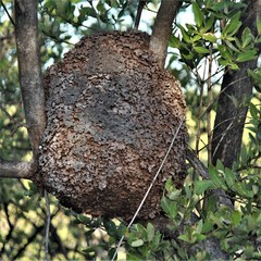 Nasutitermes corniger