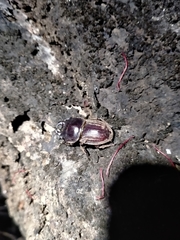 Geodorcus helmsi